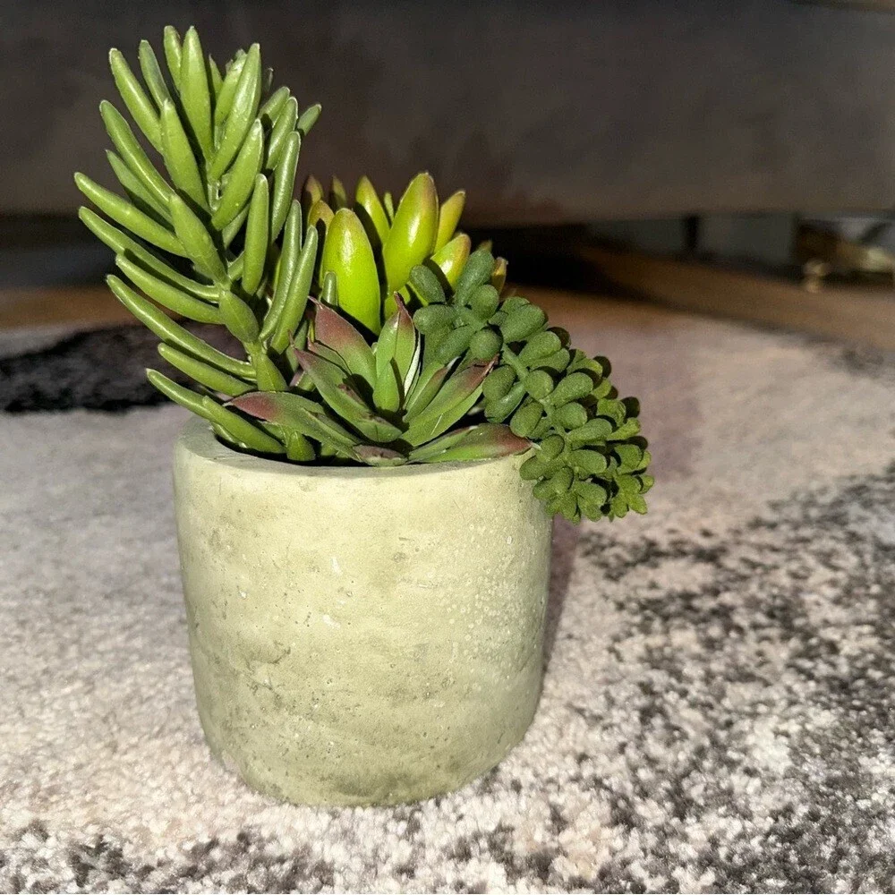 Plant succulent in pot green rocks Green Succulent Arrangement in Gray Planter